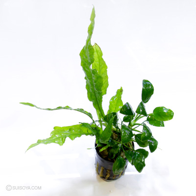 ミクロ・アヌビアスセットPOT