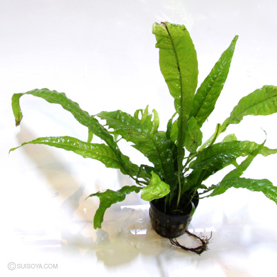 ミクロソリウム・トロピカ