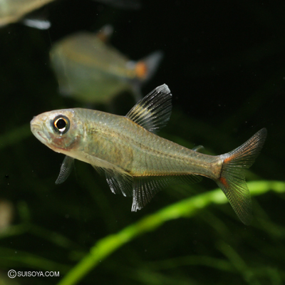 ハイフェソブリコン・ミノール