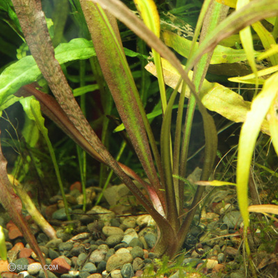 マハーラーシュトラレッド