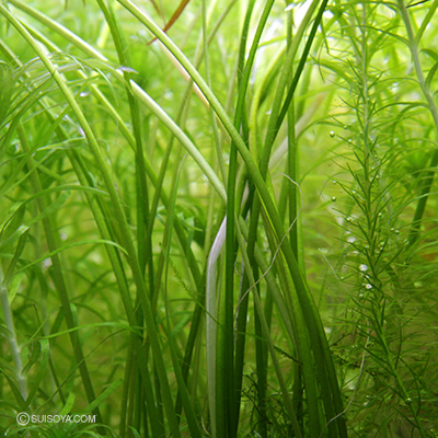 クリプトコリネ　レトロスピラリス　カナコナ