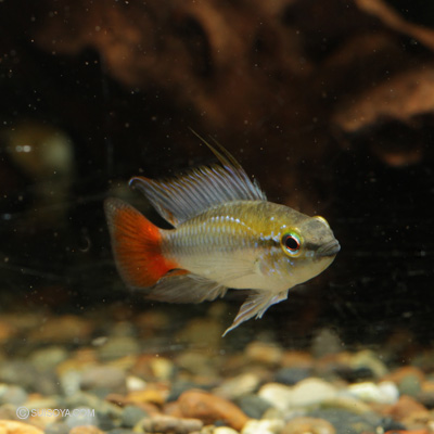 エリスルラ（リオマモレ）