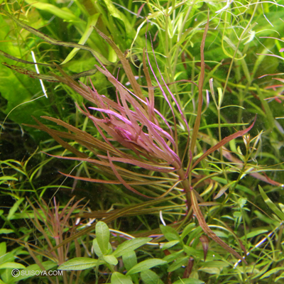 オランダプラント　ブランリーフ