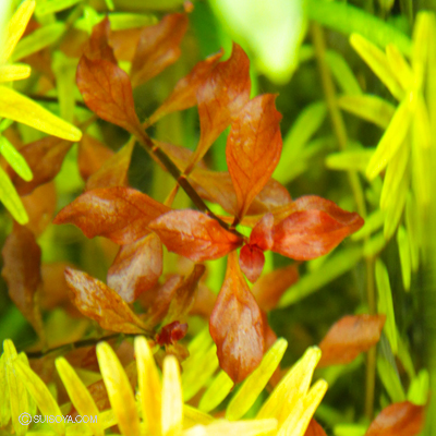 ルドウィジア　スーパーレッド