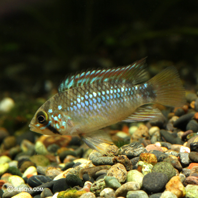 アピストグラマ　ぺバス