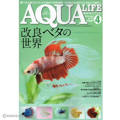 アクアライフ２０１５年４月号は改良ベタ特集です