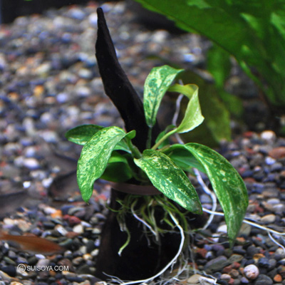 流木付のアヌビアス・バルテリーvarグラブラの斑入り