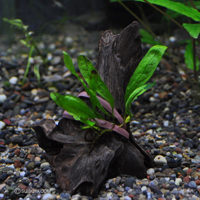 ミクロソリウムsp.”イェルナークラム”