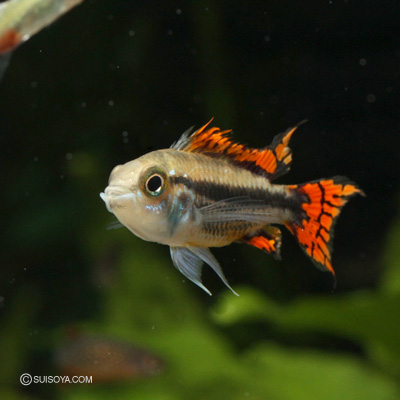 アピストグラマ・カカトイデス　トリプルレッド