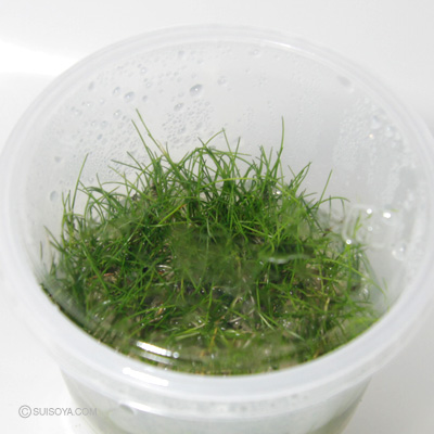芝生の様な水草 バイオ水草フレカップ ショートヘアーグラス mカップ 芝生の様な水草 バイオ水草フレカップ ショートヘアーグラス mカップ