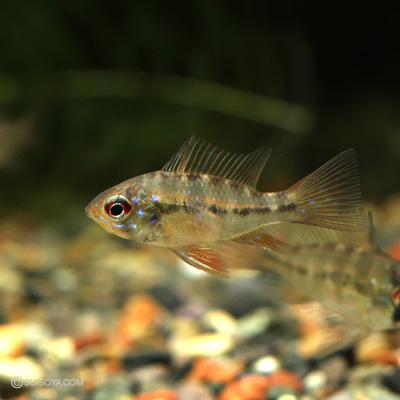 ドイツラミレジィ　若魚