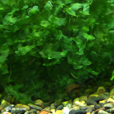 【シュリンプの隠れ家に最適】ホソバミズゼニゴケ