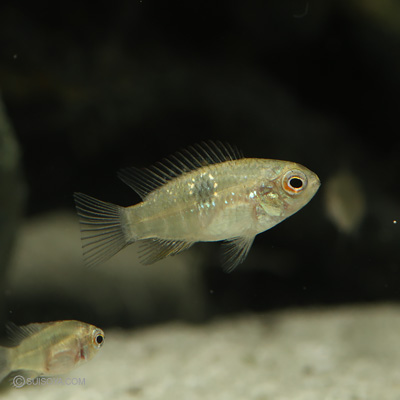 レタカラ・ドルシゲラ