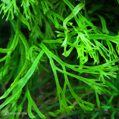 ミクロソリウム・ウィンド・ナローK