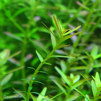 ロタラ・ロトンジフォリア　メンヤン