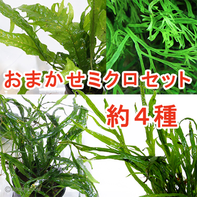 ミクロソリウムおまかせセット