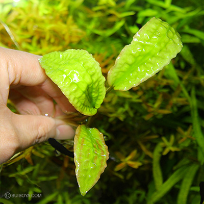 クリプトコリネ ヒュードロイ