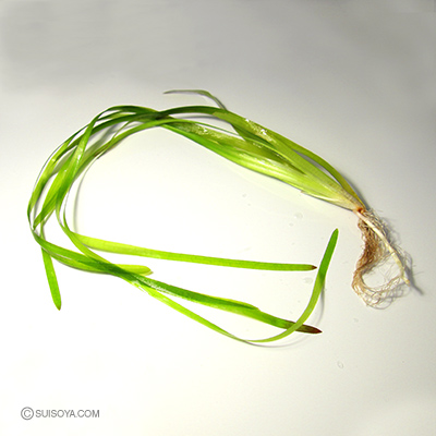 新潟産コウガイモ