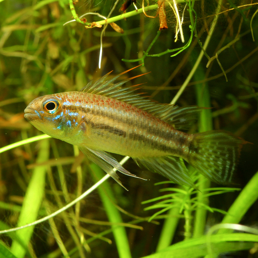 アピストグラマ・ビタエニアータ　テフェ　オス