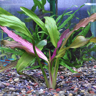 エキノドルス・レッドダイヤモンド