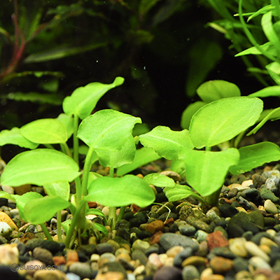 新しい丈夫な中景草 ラゲナンドラ ミーボルディ グリーン 1株