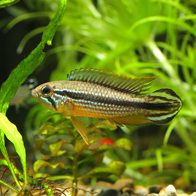 アピストグラマ　アガシジィ　テフェ　オス