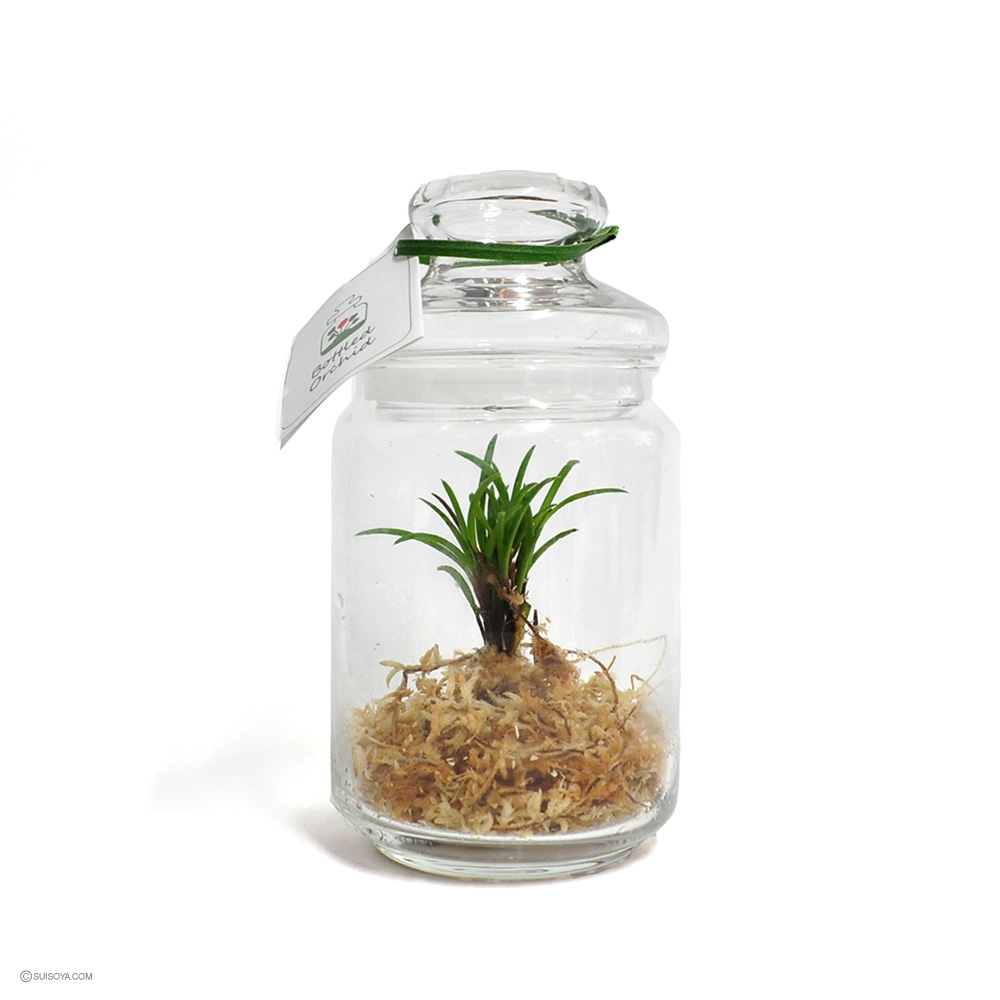 ボトルドオーキッド セラトティリスフィリピネンセ