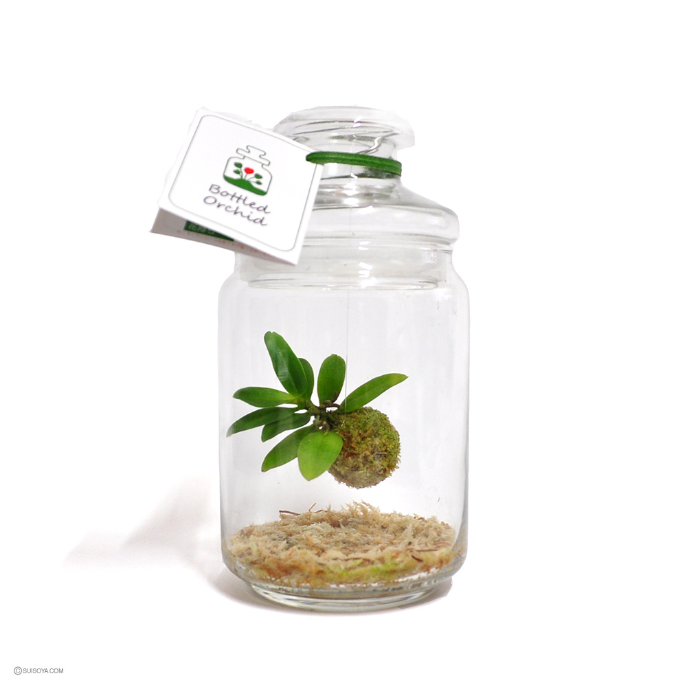 ボトルドオーキッド ニオイラン