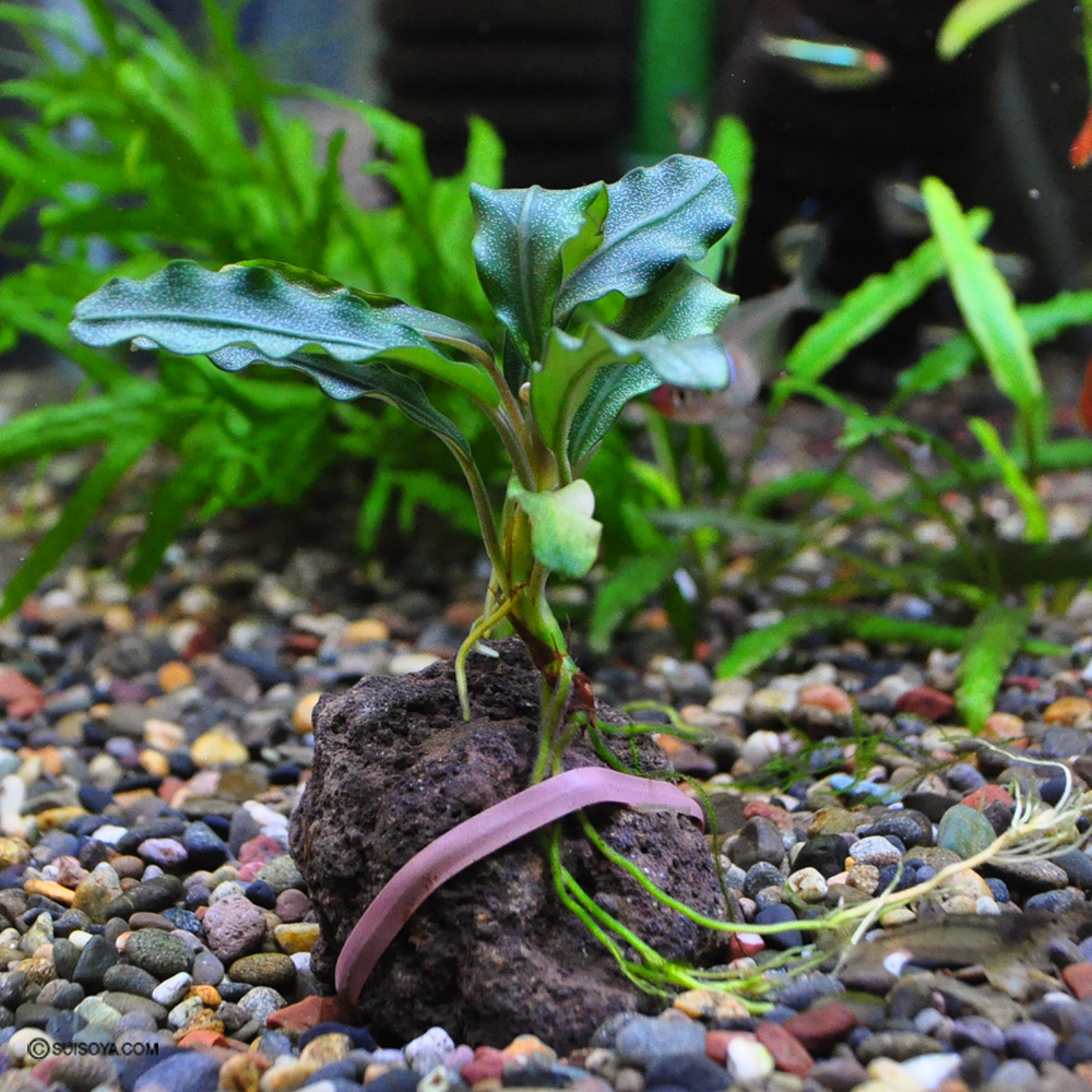 ブセファランドラsp.”ウィビーダークグリーン”（1株）