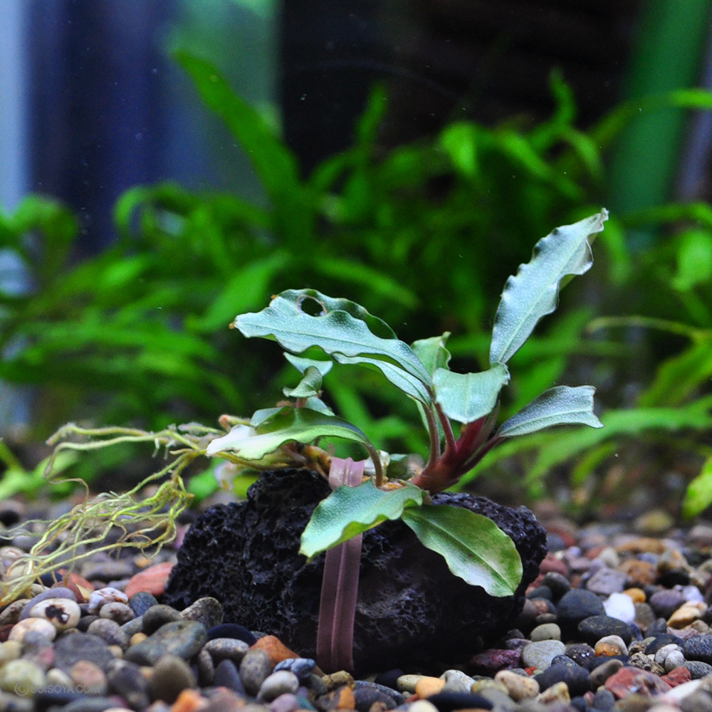 ブセファランドラsp.KIA ADONIS