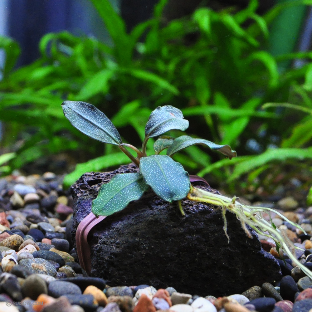 ブセファランドラsp.アップルリーフ