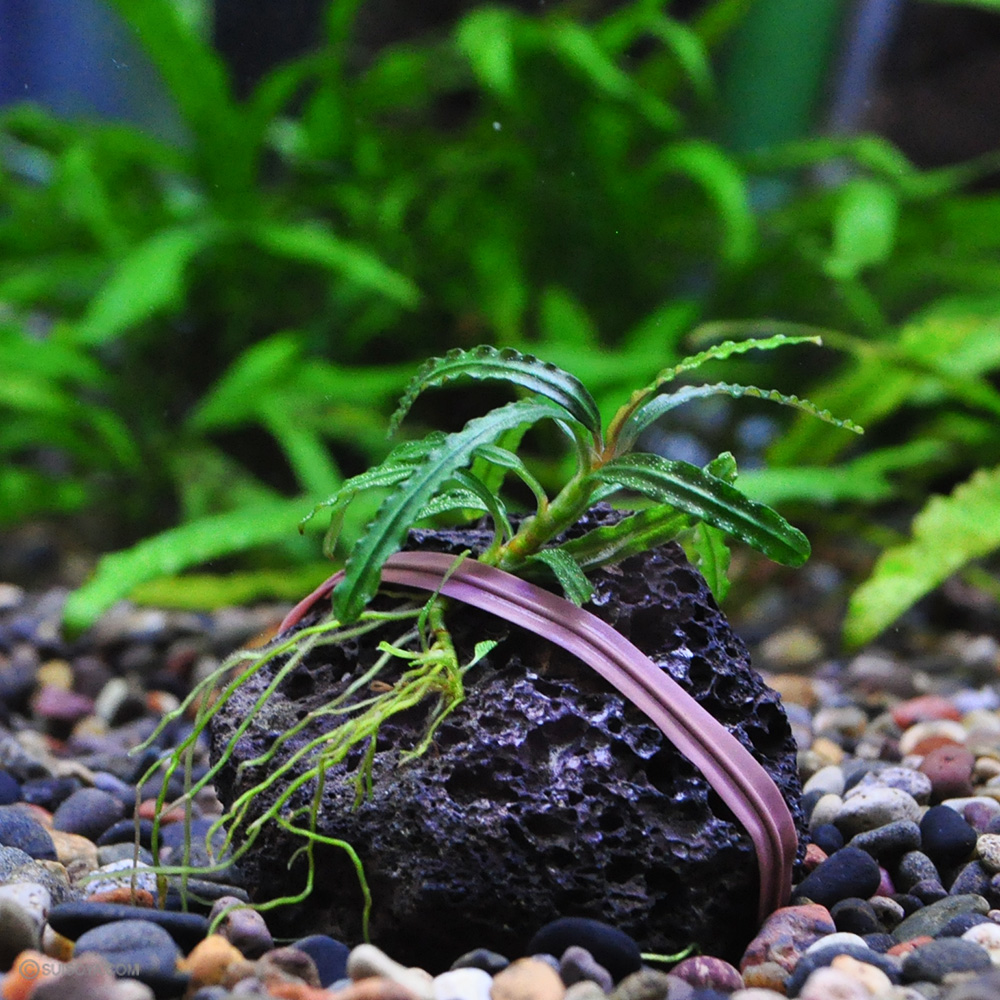 ブセファランドラsp.ジャイアントカテリナエ