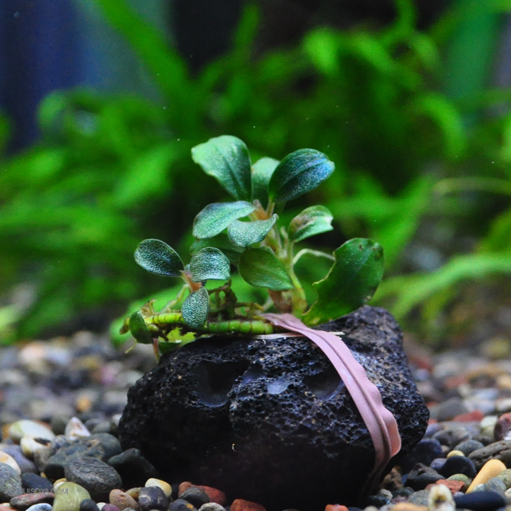 ブセファランドラsp.ブラウニージェイド