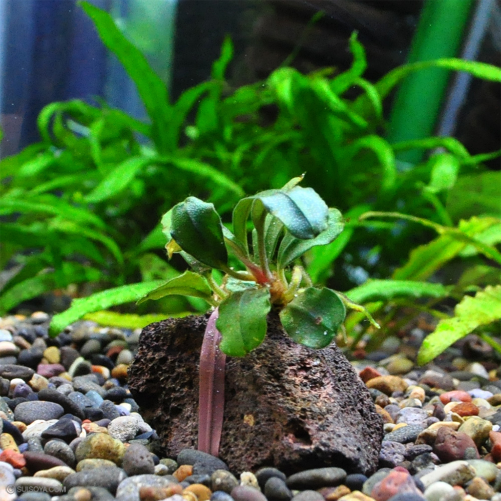 ブセファランドラsp.ブラウニーブルーカプアス