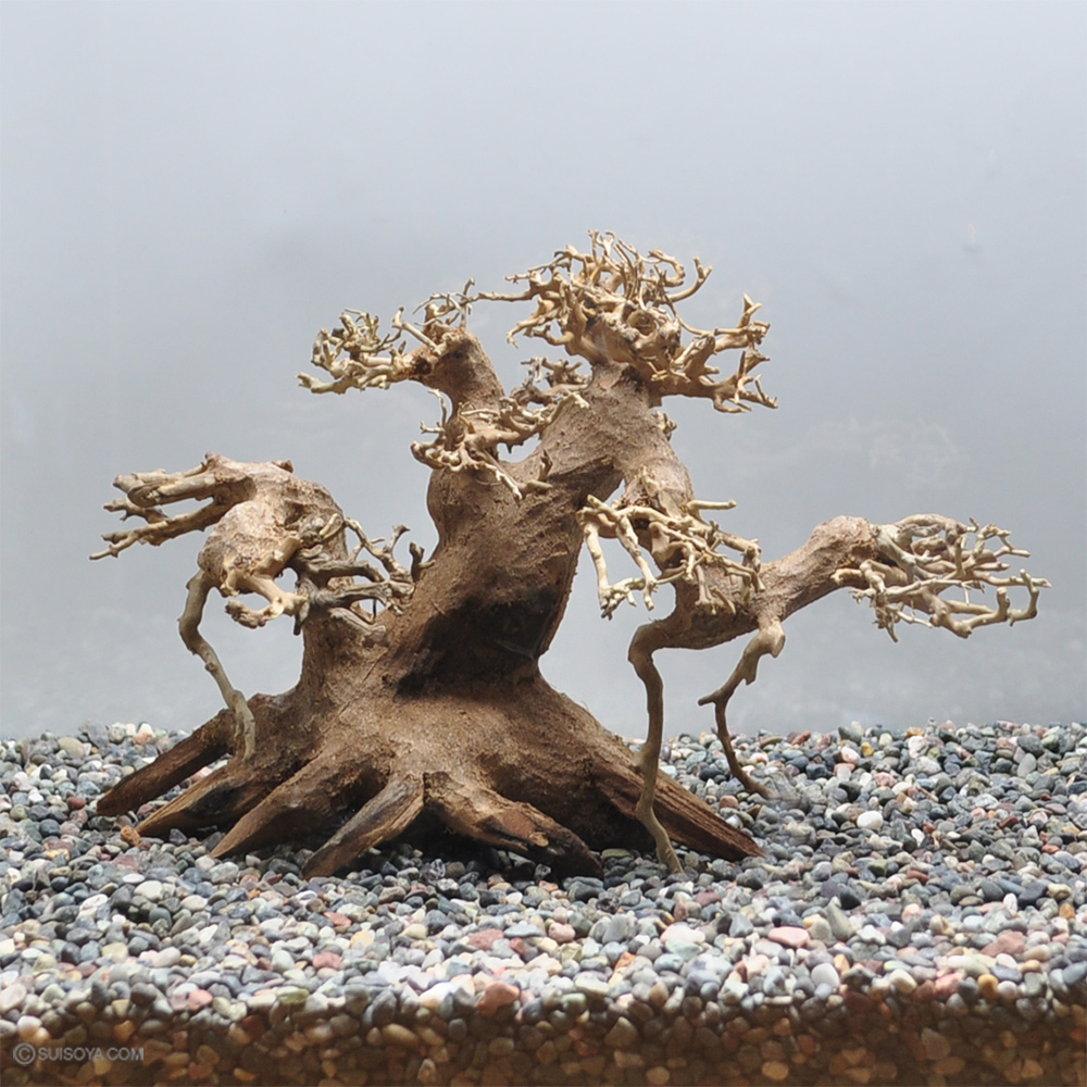 【写真の流木をお届け】水景BONSAI　菩提樹（S）　No.2