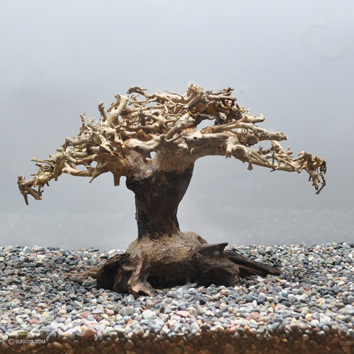 【写真の流木をお届け】水景BONSAI　榕樹（S）　No.2