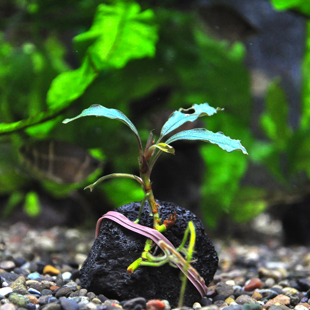 ブセファランドラsp.”ハデス”（1株）