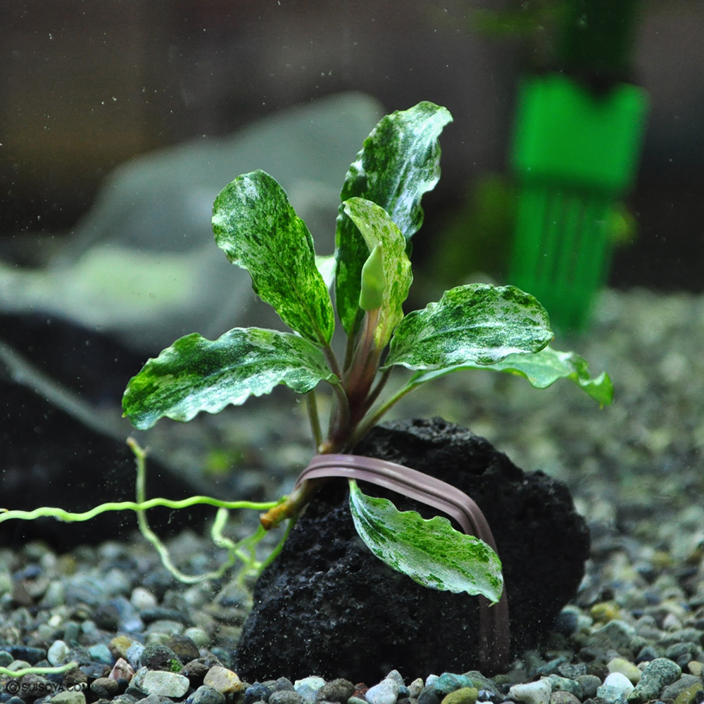 【極美・レア】ブセファランドラsp.”グリーンウェービー斑入り”（1株）