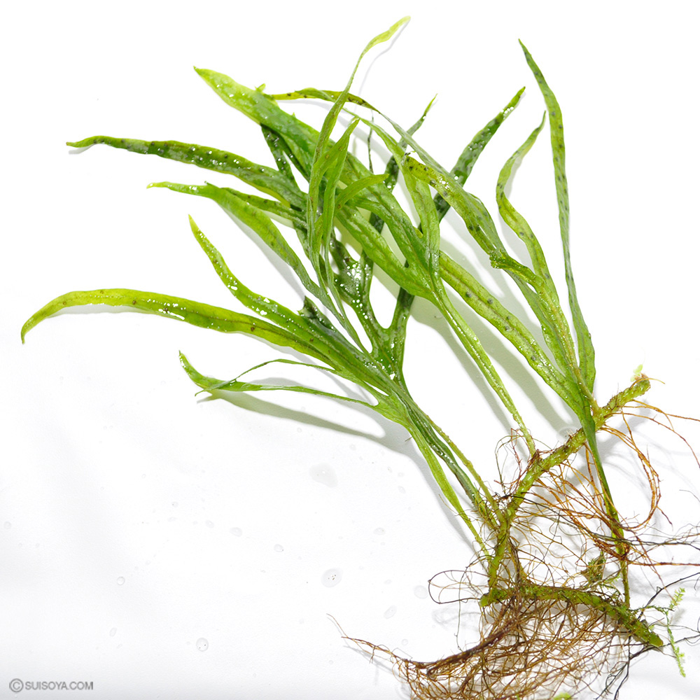 【珍ミクロ！】ミクロソリウムsp.サラワク カピット ウエスト(葉数5枚以上)