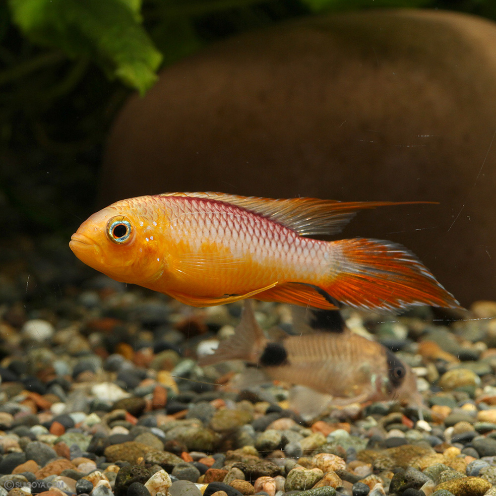 アガシジィ・スーパーファイヤーレッド