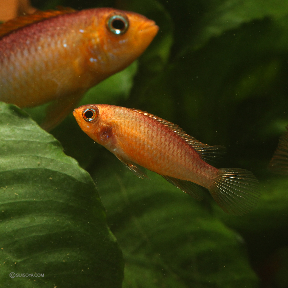 アピストグラマ・アガシジィ スーパーファイヤーレッド F2 （メス）