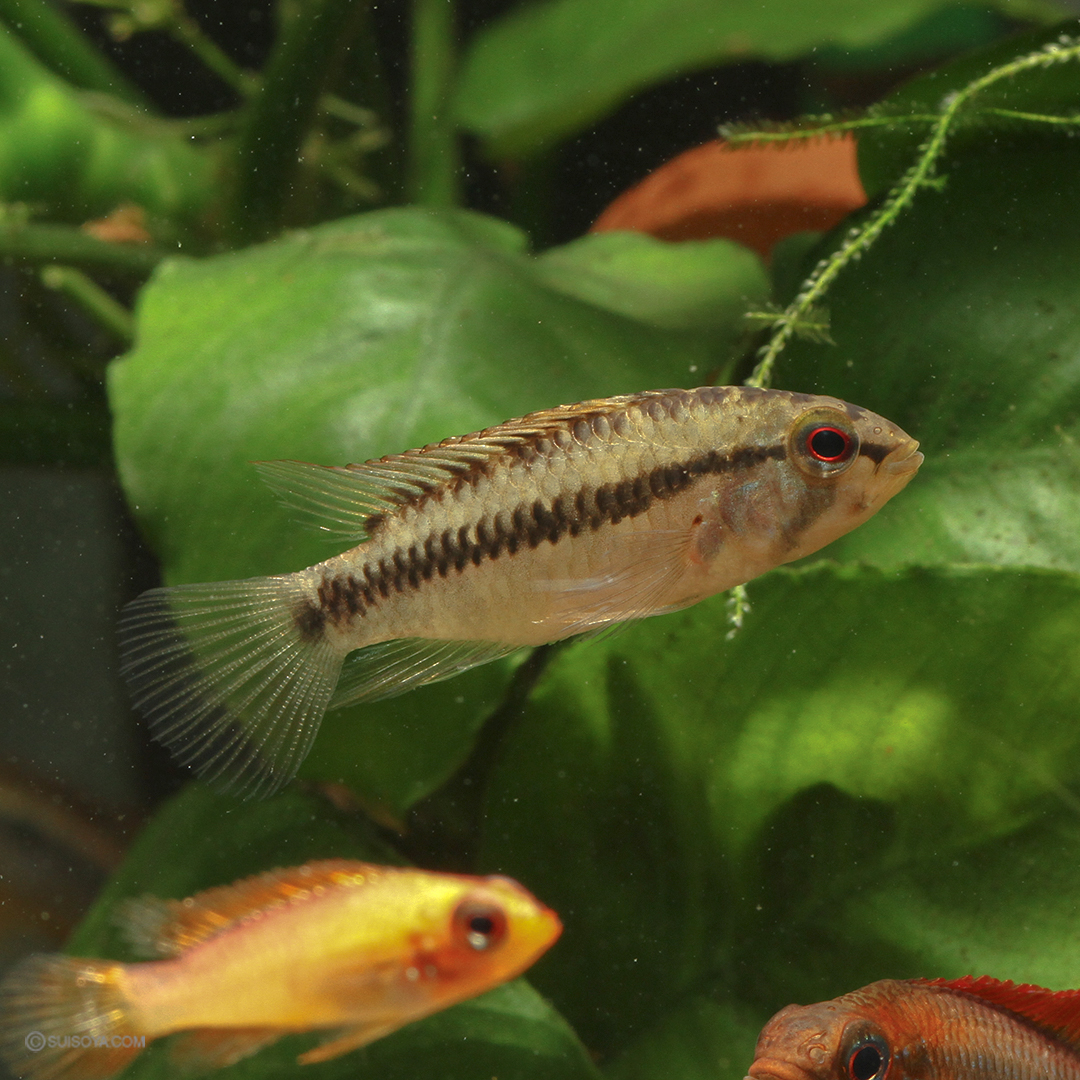 【次回入荷未定】アピストグラマsp.D50 ワイルドF1（メス）