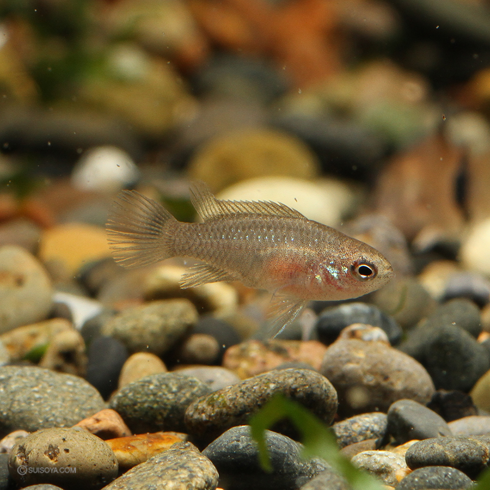 スカーレットジェム　メス