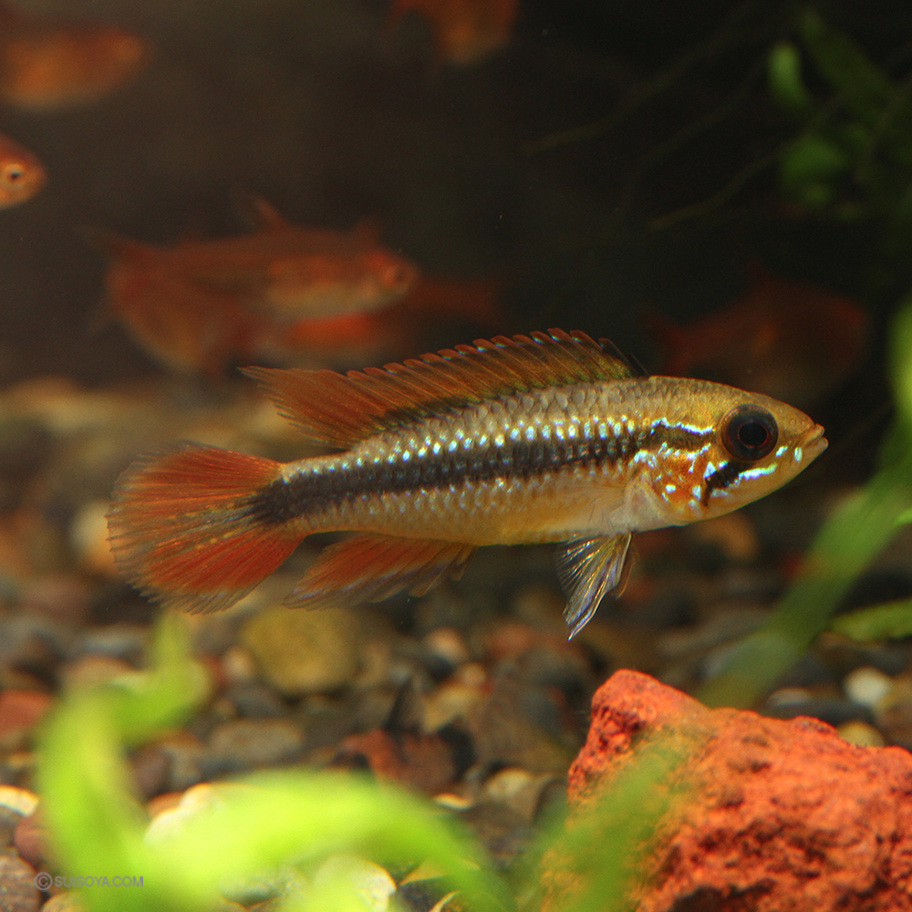 アピスト・ワイルドベタ飼育システム