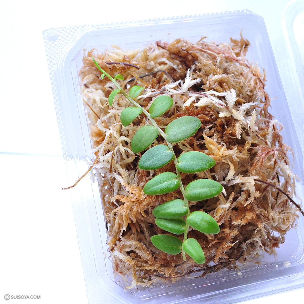 【パルダリウムにおすすめ！】マルクグラビア・レクティフローラ（Marcgravia rectiflora）
