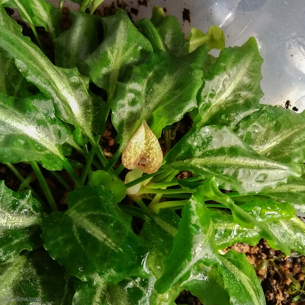 【送料無料】クリプトコリネsp.リンガ19 プラチナライン