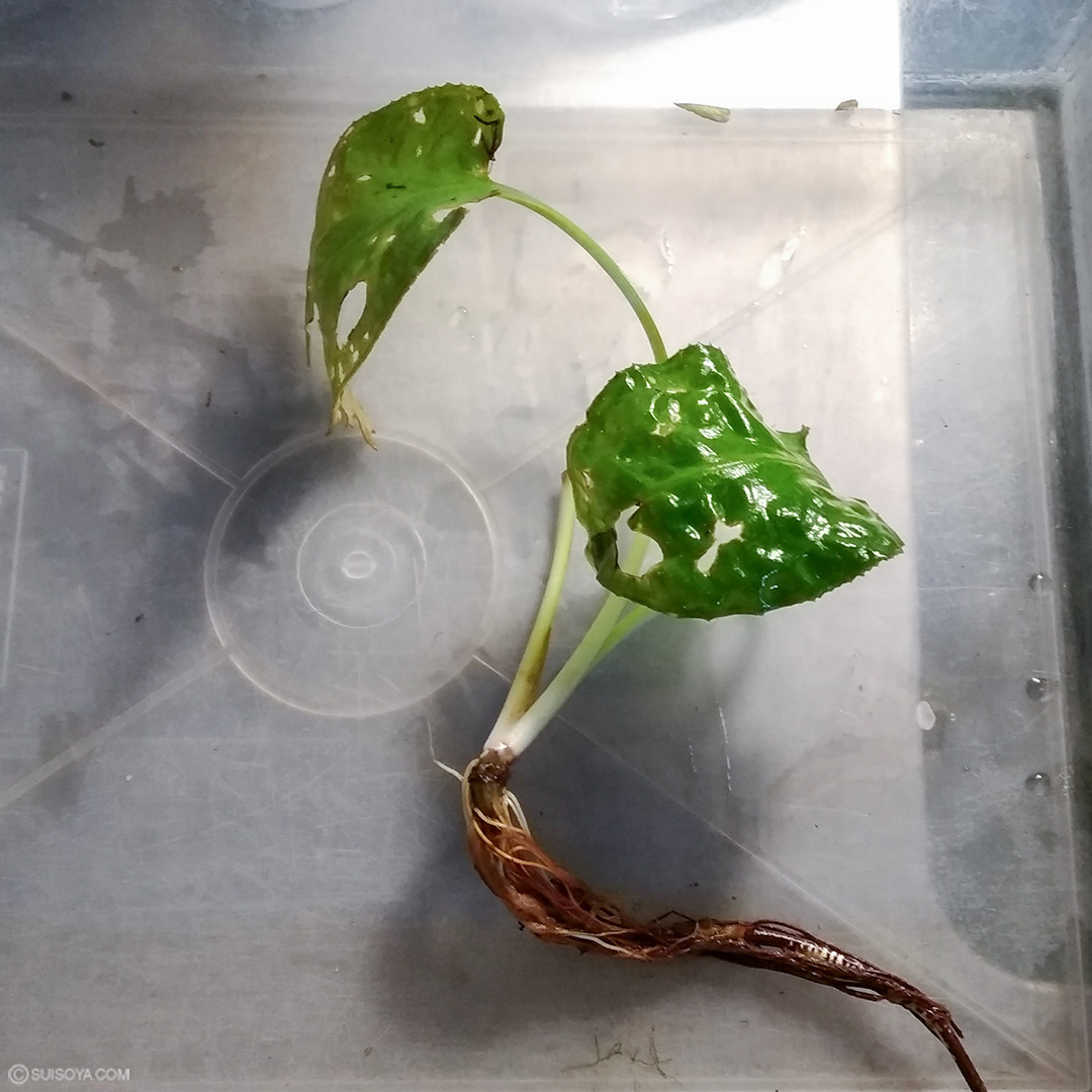 【送料無料】クリプトコリネ ロンギカウダ SINGKEP リアウ産 2024年