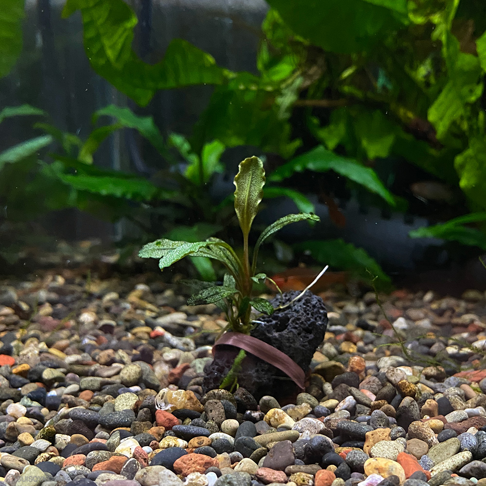 ブセファランドラsp.”ブラウニーPHOENIX”（1株）