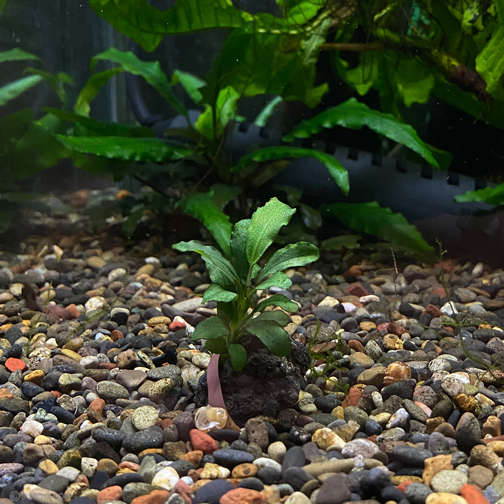 ブセファランドラsp.”シュガーグリーン”（1株）