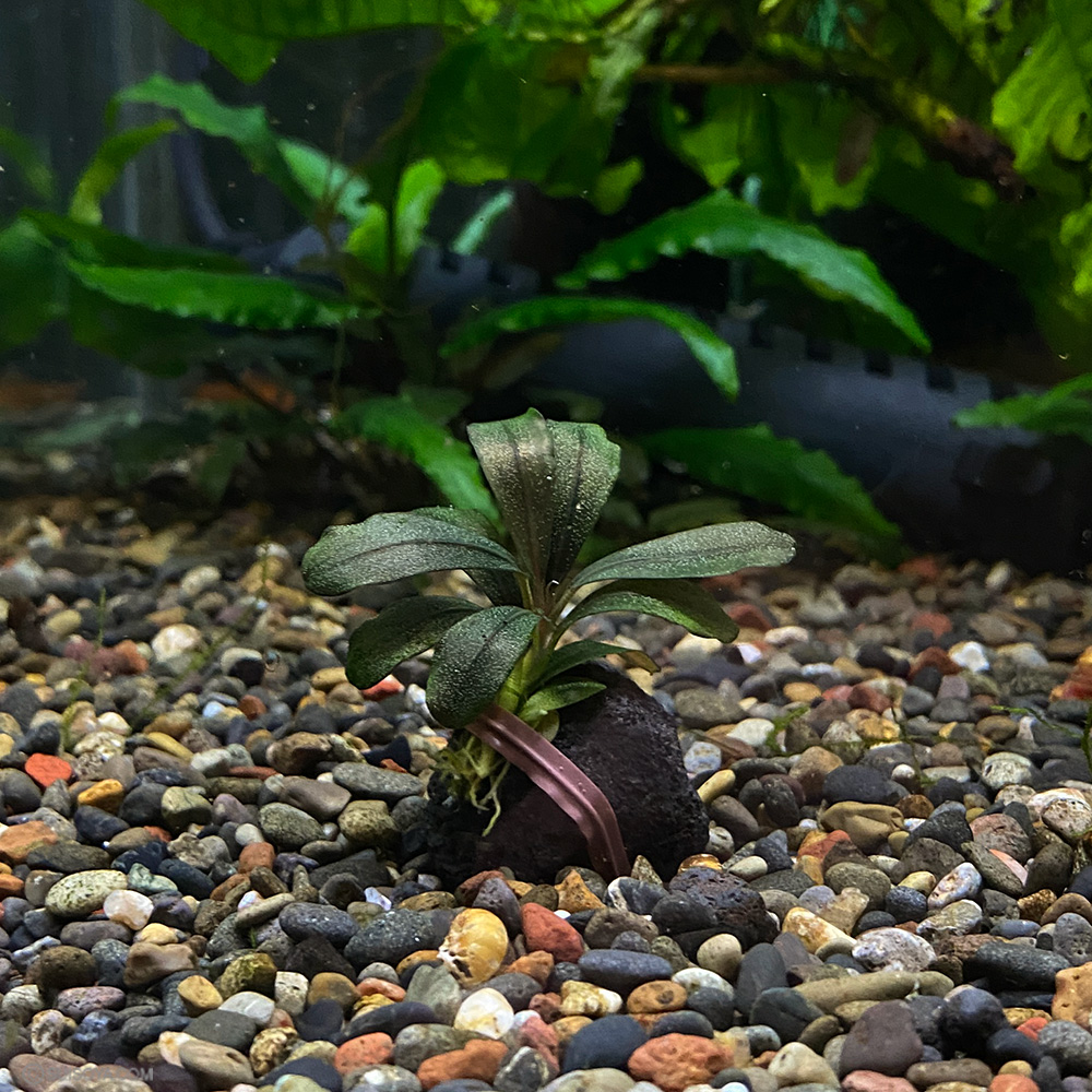 ブセファランドラsp.”ダーキッシュ”（1株）